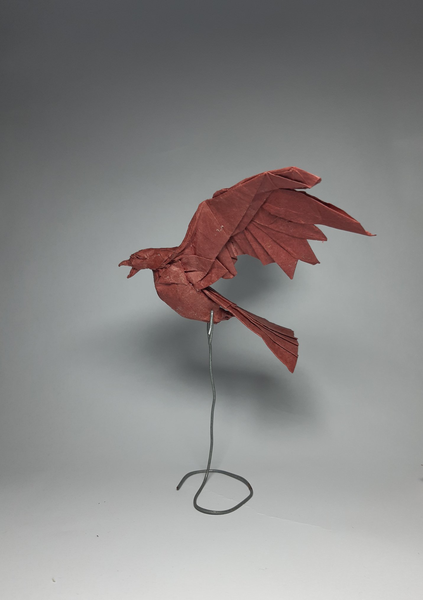 Black Kite designed by Kamiya Satoshi